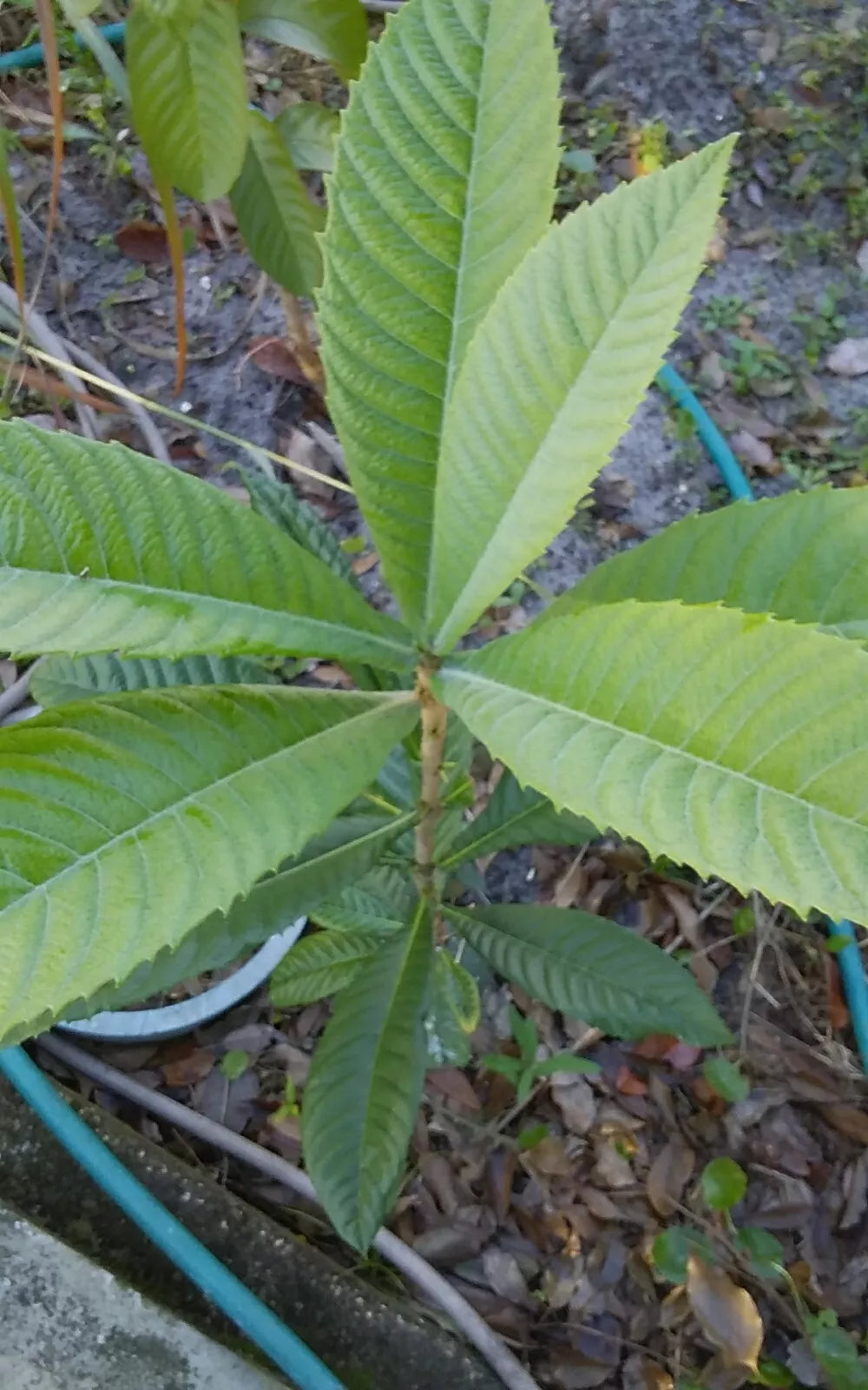 Loquat Tree 12-18" Tropical Eatable Fruit Plant Eucalyptus Leaves Tea (Eriobotrya japonica)