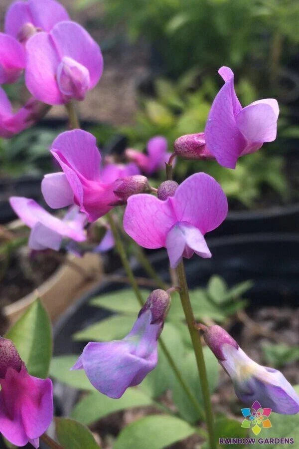 Lathyrus vernus 'Angustifolius' Sweet Pea Seeds - 50+ Perennial Flower Seeds for Garden Planting