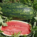 Kleckley's Sweet Watermelon Seeds - 10+ Heirloom Seeds - Large & Super Sweet - Fresh Watermelon Seeds