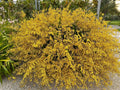 Oncidium Orchid Bare Root Division, Dancing Lady Yellow, Oncidium sphacelatum