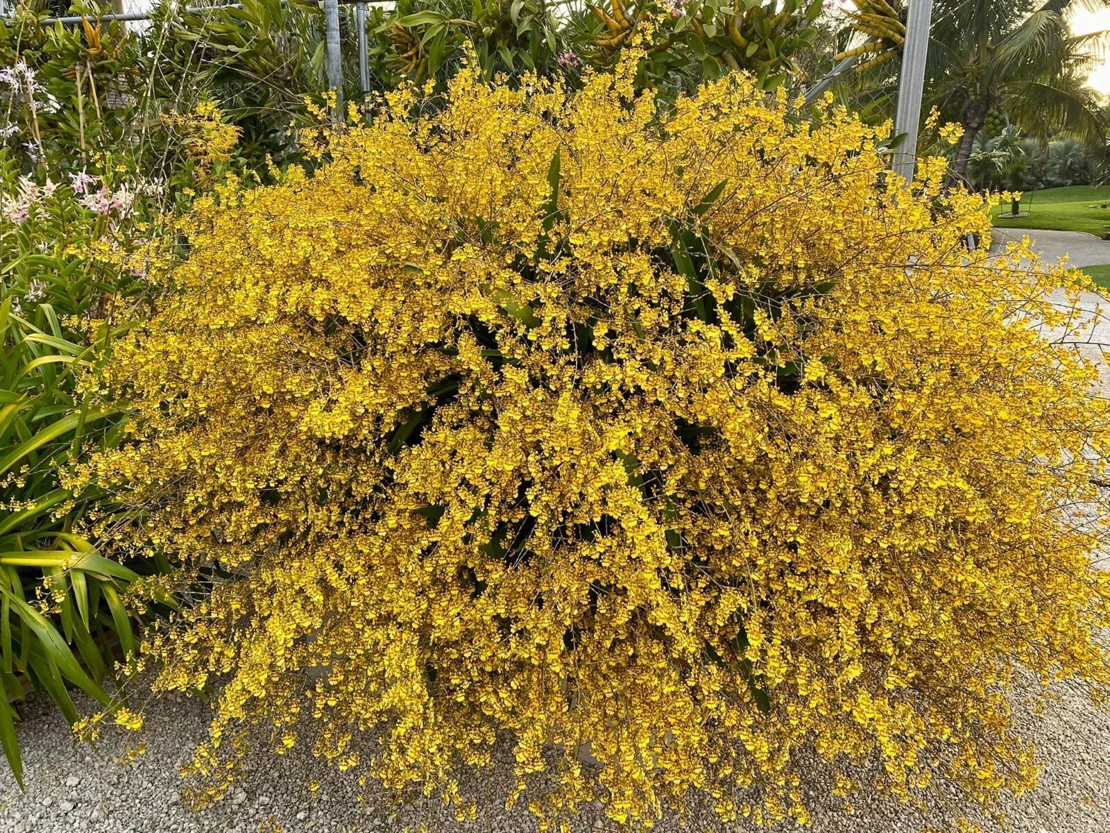 Oncidium Orchid Bare Root Division, Dancing Lady Yellow, Oncidium sphacelatum