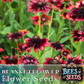 Rosso Raven Blanket Flower Seeds - 200 Non-GMO Seeds - Gaillardia aristata - Vibrant Red and Yellow Blooms