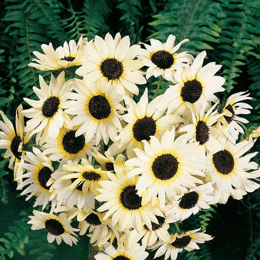 Sunflower Seeds - 100 Count - Italian White - Non-GMO - Pollinator Friendly - Perfect for Bees - Helianthus annuus
