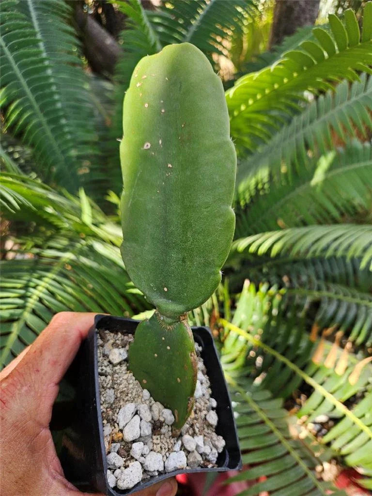 Dendrocereus Nudiflorus Rooted Cutting - Unique Cactus Plant for Indoor Gardening, Succulent Collector's Item