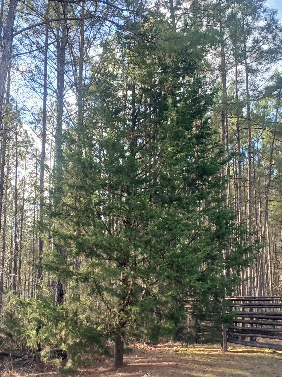 Southeastern Red Cedar Trees Live Plants - 10-12" Seedlings Bare Root (Juniperus virginiana)