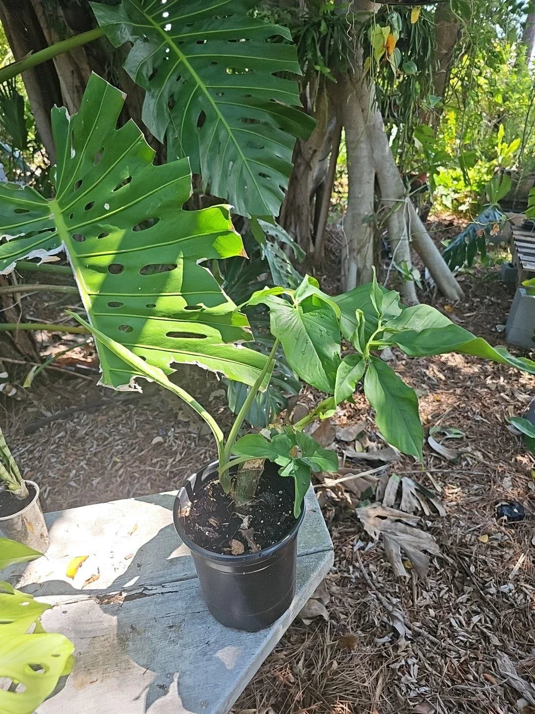 Syngonium Plant Large Stem Green Mature Leaf - Syngonium Podophyllum Indoor Houseplant