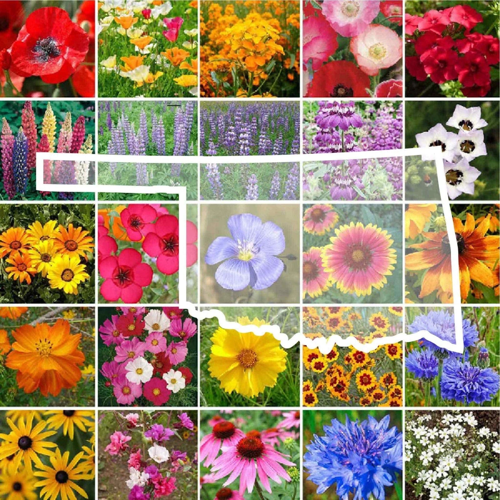 Oklahoma Wildflower Seed Mix - Non-GMO Perennials & Annuals - 1000 Seeds - Native Flower Varieties for USA Gardens
