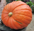10 Seeds - Big Max Pumpkin - Up to 100 lbs - Cucurbita maxima - GroCo USA - Buy 15 Ships Free