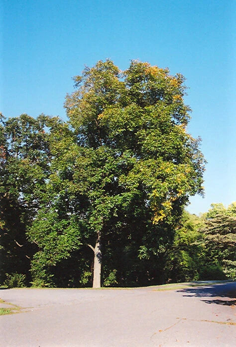 Shellbark Hickory Tree Live Plant Set of 2, 18+ Inches, Carya laciniosa, Hardy Zones 5-9, Edible Nuts, Native USA Tree