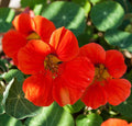 Nasturtium Seeds - Empress of India - Heirloom Non-GMO - Free Shipping - Tropaeolum majus