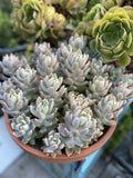 Graptopetalum Ghost Plant Succulent Cutting - Big Beautiful Size - Perfect for Propagation and Indoor Decor