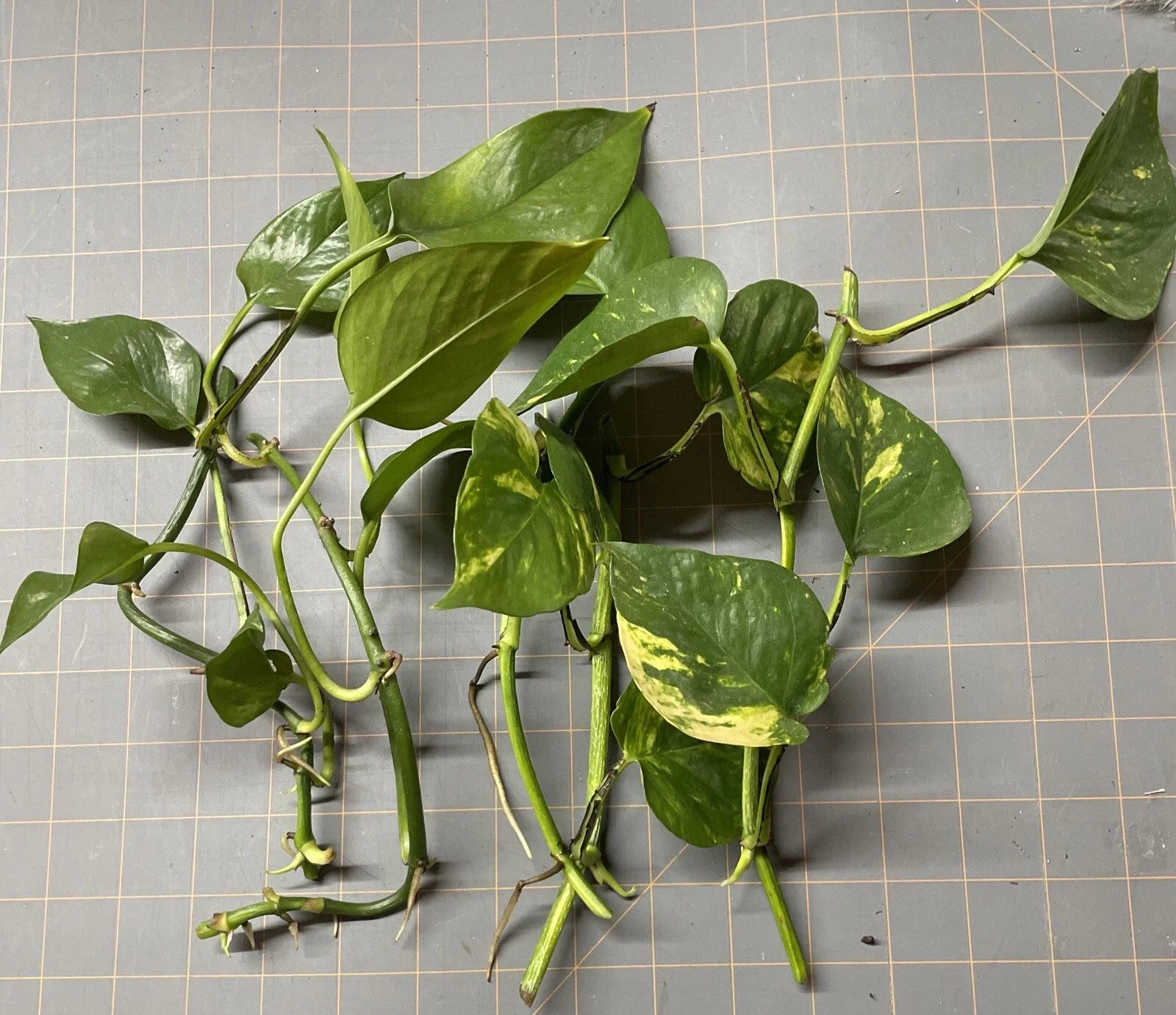 Golden Pothos Plant Rooted Cuttings - 5 Pack - Epipremnum aureum - Easy Care Indoor Houseplants