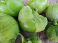 Tomato Seeds - Toma Verde Tomatillo Seeds - Fresh Heirloom Variety - High Germination Rate - Organic Non-GMO