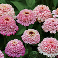 Zinderella Purple Zinnia Seeds - 100+ Pack for Garden Planting - Zinnia elegans - USA