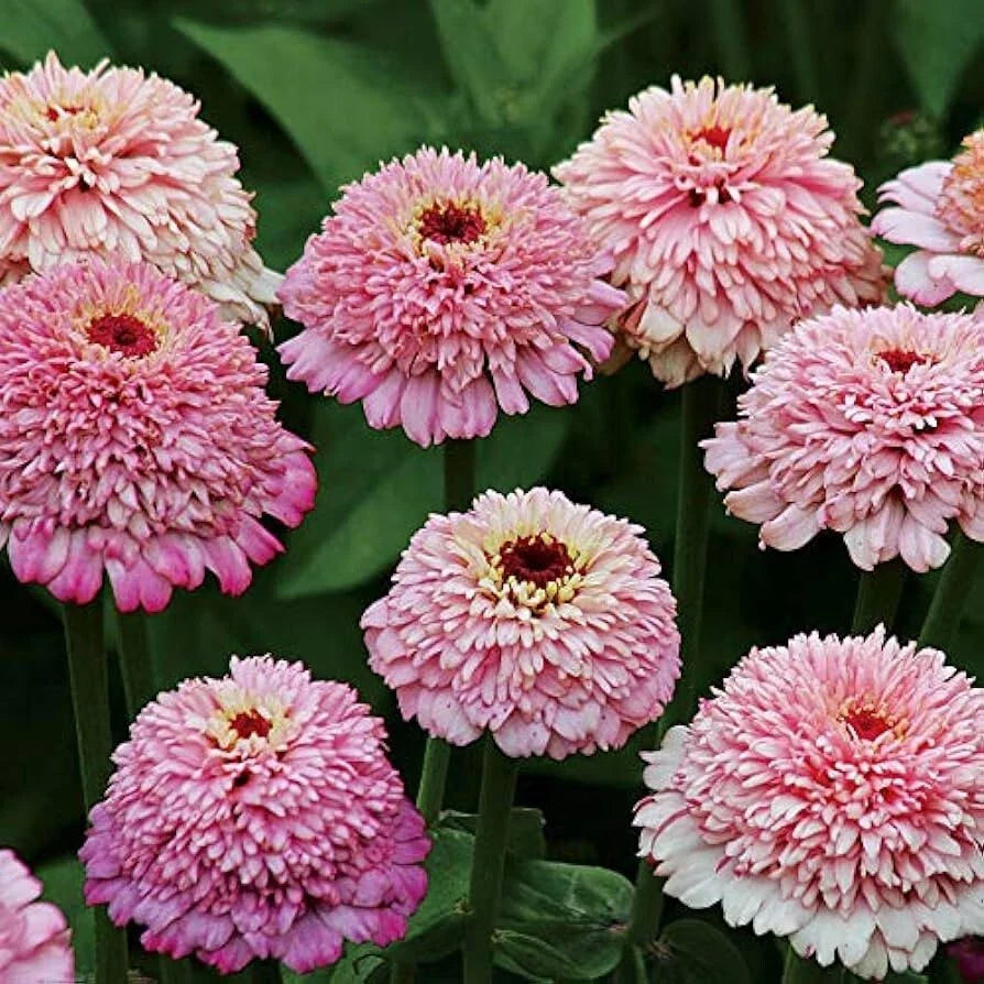 Zinderella Purple Zinnia Seeds - 100+ Pack for Garden Planting - Zinnia elegans - USA