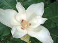 Big Leaf White Magnolia Sapling - LIVE Bare Root Plant - 12+ Inches - Magnolia grandiflora