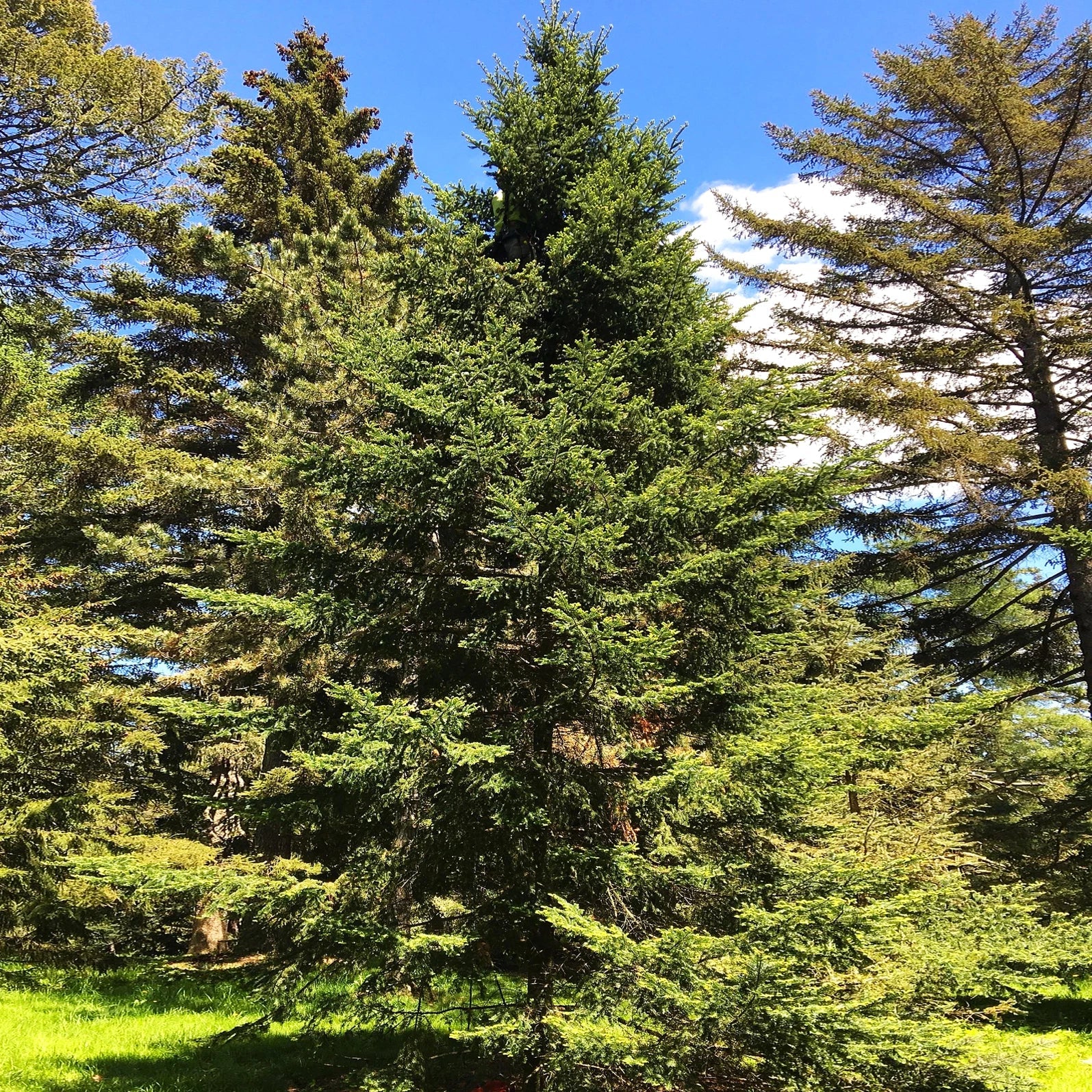 Balsam Fir Tree Seeds - Abies Balsamea - Lake States Pine for 2025 Planting