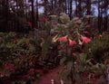 Versicolor Peach Pink Angel Trumpet Cuttings - 2 Unrooted Cuttings (Brugmansia versicolor)
