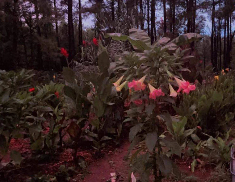 Versicolor Peach Pink Angel Trumpet Cuttings - 2 Unrooted Cuttings (Brugmansia versicolor)