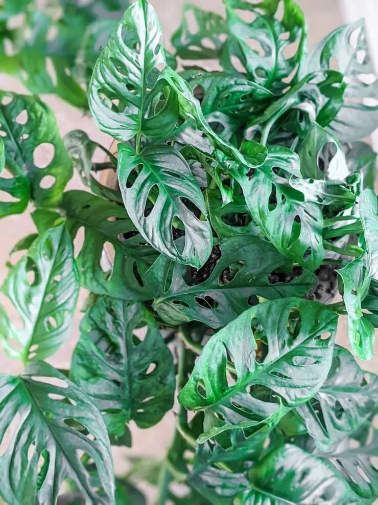 Monstera Adansonii Cuttings - Swiss Cheese Plant - Indoor/Outdoor House Plant - Ideal for Home Decor