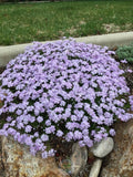 Creeping Phlox 4" Pot Emerald Blue Groundcover (Phlox subulata) - Versatile Perennial for Rock Gardens, Pathways, and Erosion Control