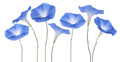 Exotic Morning Glory Flowering Vine Seeds - 50 Seeds - Purple Blooms - Ipomoea tricolor