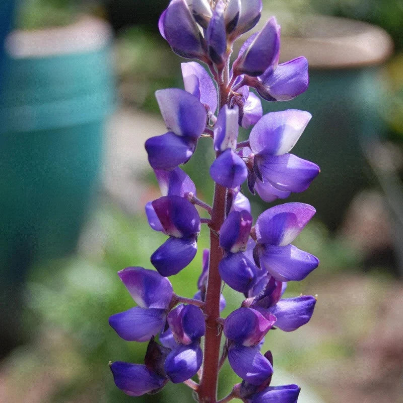 Lupine Flower Seeds, Eye-Catching Arroyo Lupine, Lupinus succulentus, Non-GMO, Drought-Tolerant Plant Seeds