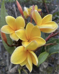 Rooted Plumeria Plant Cutting - Aztec Gold - 16" with 1 Tip - Plumeria rubra