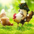 Chicken Forage Seed Mix - 2 lb Annual & Perennial Ryegrass Blend for Eggs & Meat - Gallus gallus domesticus