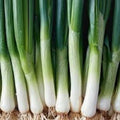 Fresh Leek Seeds - Premium Cold Hardy Variety - Allium porrum - Perfect for Home Gardening