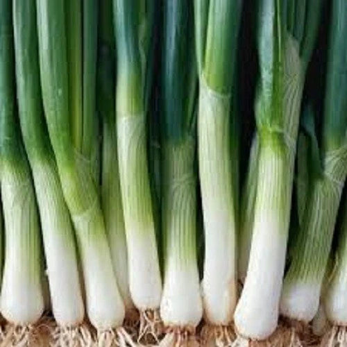 Fresh Leek Seeds - Premium Cold Hardy Variety - Allium porrum - Perfect for Home Gardening