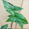Syngonium Cuttings - 2 Green Arrowhead Cuttings - Syngonium podophyllum