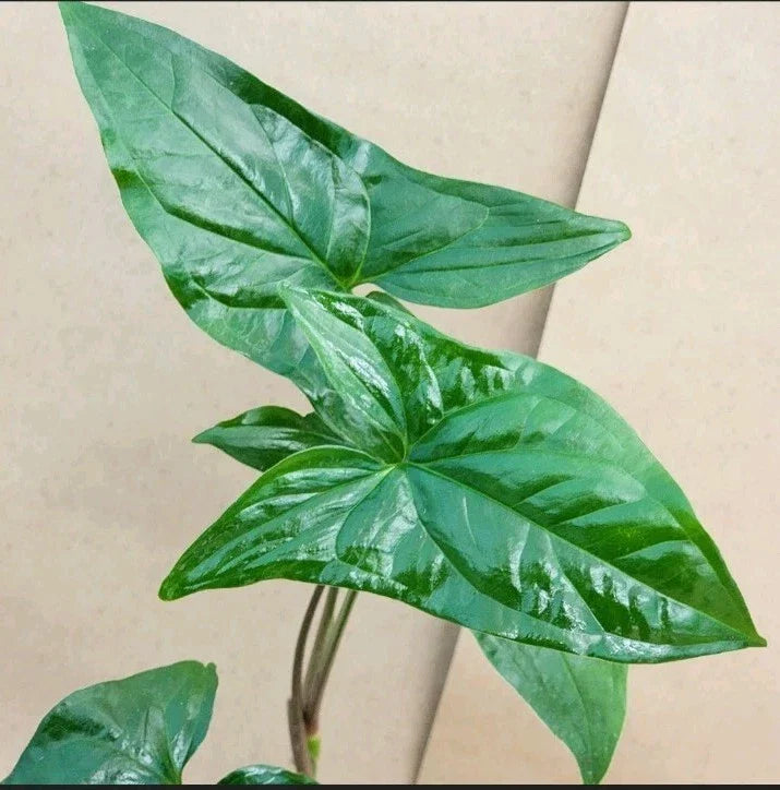 Syngonium Cuttings - 2 Green Arrowhead Cuttings - Syngonium podophyllum