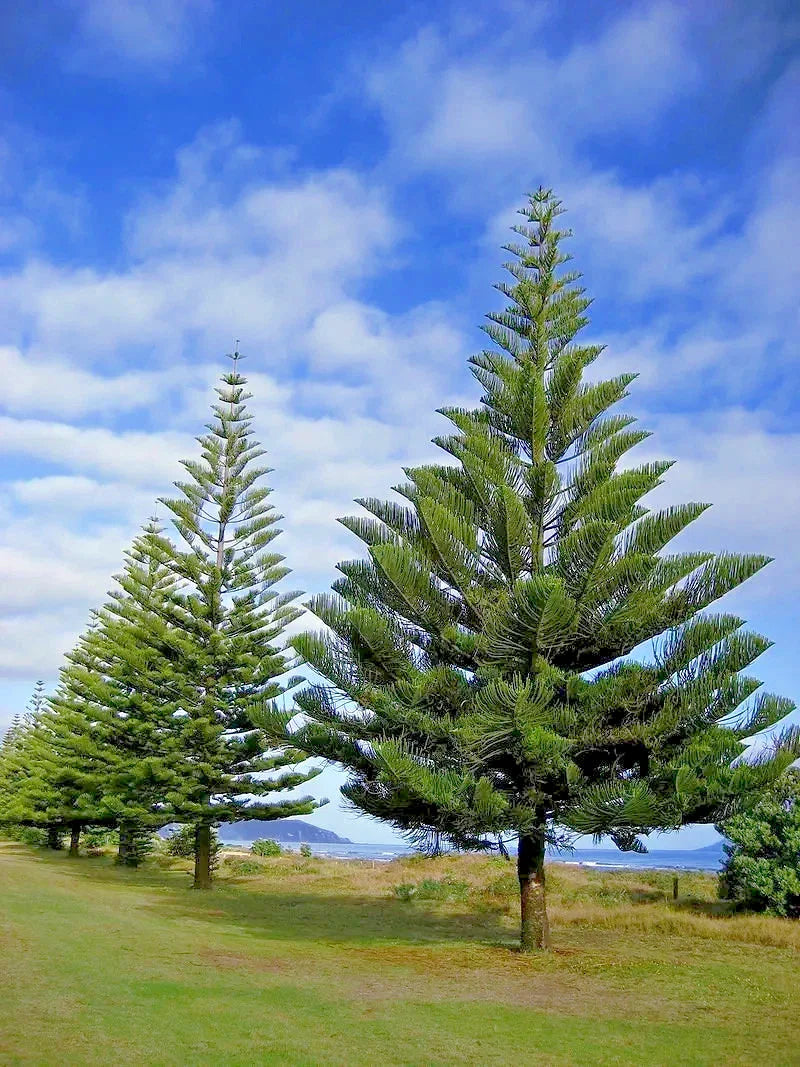 Norfolk Island Pine Seeds - Araucaria excelsa - Indoor Houseplant - Christmas Tree Variety