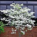 Flowering Dogwood Tree Seeds - 20 Seeds - Cornus florida - Made in USA, Ships from Iowa