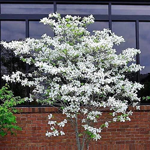 Flowering Dogwood Tree Seeds - 20 Seeds - Cornus florida - Made in USA, Ships from Iowa