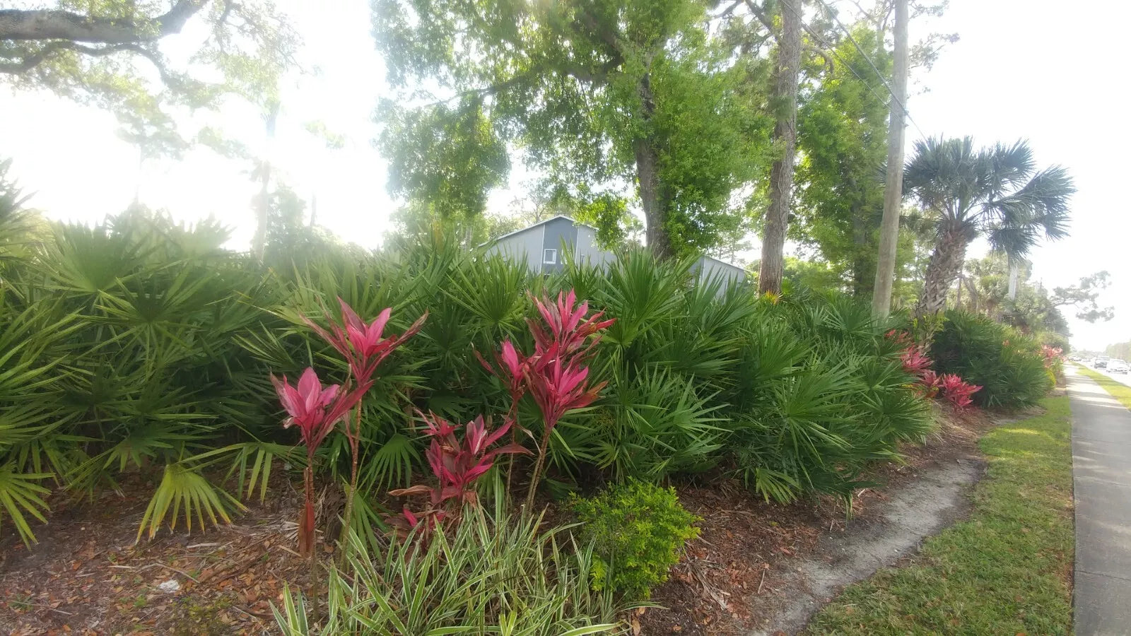 Florida Sabal Palmetto Palm Tree - Rooted 10-12" Garden Plant - 2 Years Old - Sabal palmetto