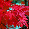 Red Japanese Maple Tree Seeds - 10 Pack - Palmatum atropurpureum - Hardy Bonsai Plant