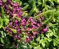 Evergreen Wisteria Purple Rooted Clipping 2 Gallon - Wisteria frutescens