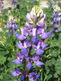 Hollowleaf Annual Lupine Seeds - Arroyo & Succulent Variety (Lupinus succulentus) - 10 Seeds