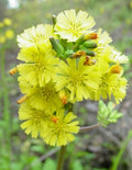 Youngia Japonica - 100 Seeds Organic Asiatic Hawksbeard Medicinal Herb - USA Grown