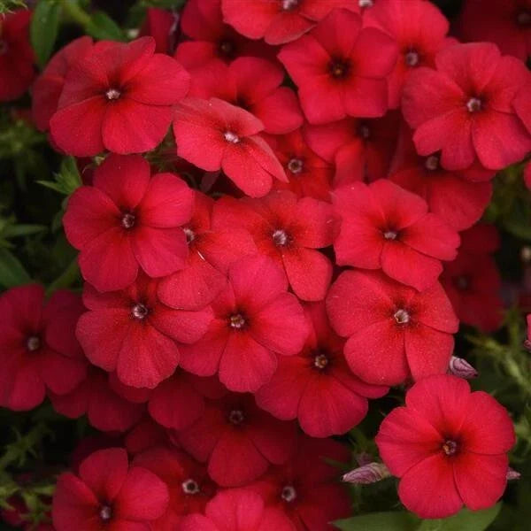Gisele Red Phlox Seeds - 100+ Count - Garden Flower Seeds - Phlox paniculata - USA