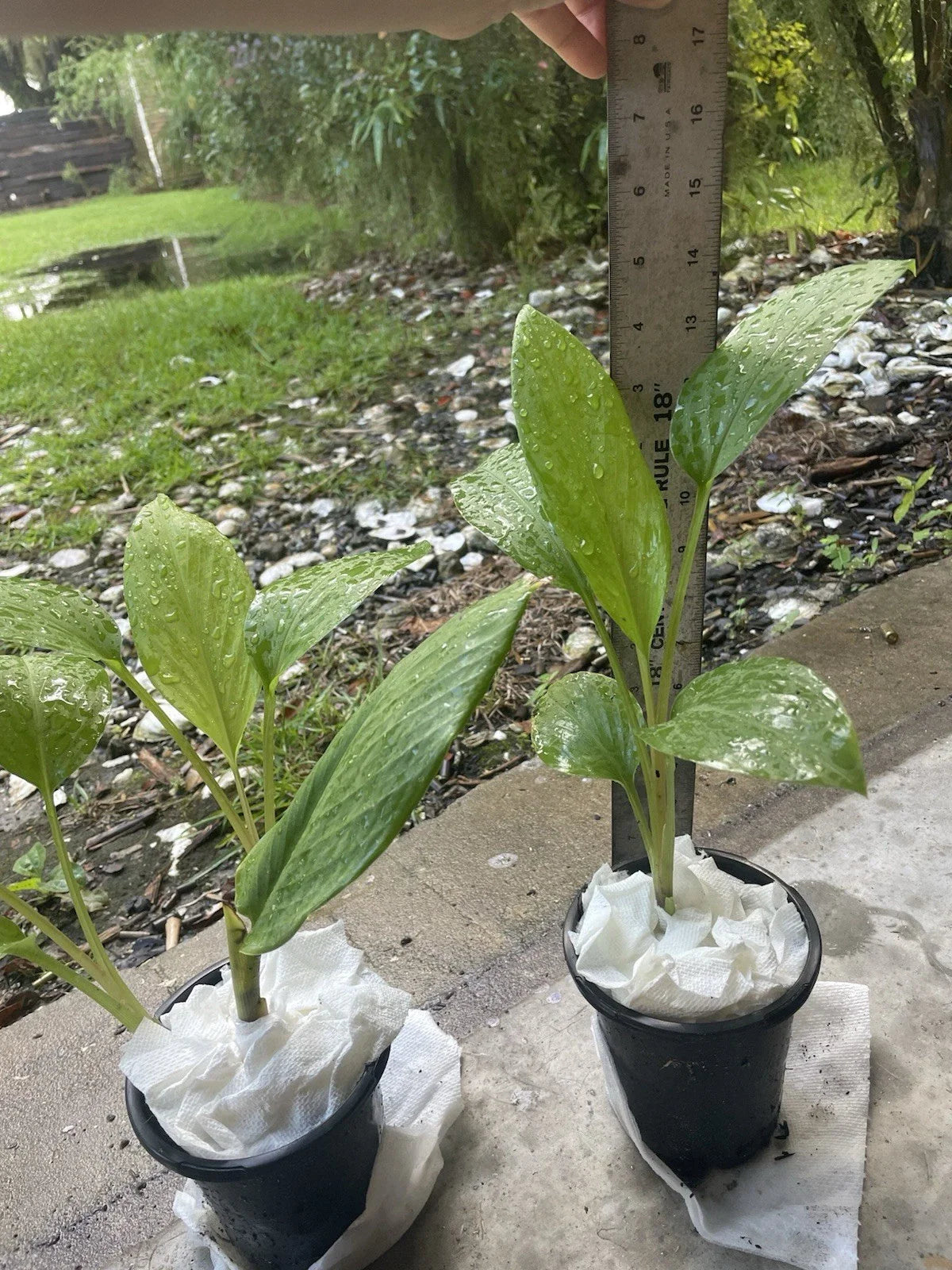 Live Starter Plant 14” Potted Finger Root Krachai Chinese Ginger Keys (Zingiber zerumbet)
