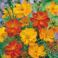 Cosmos Seeds POLIDOR Mix Citrus Shades - Non-GMO Flower Seeds (100 Seeds) - Vibrant Garden Variety