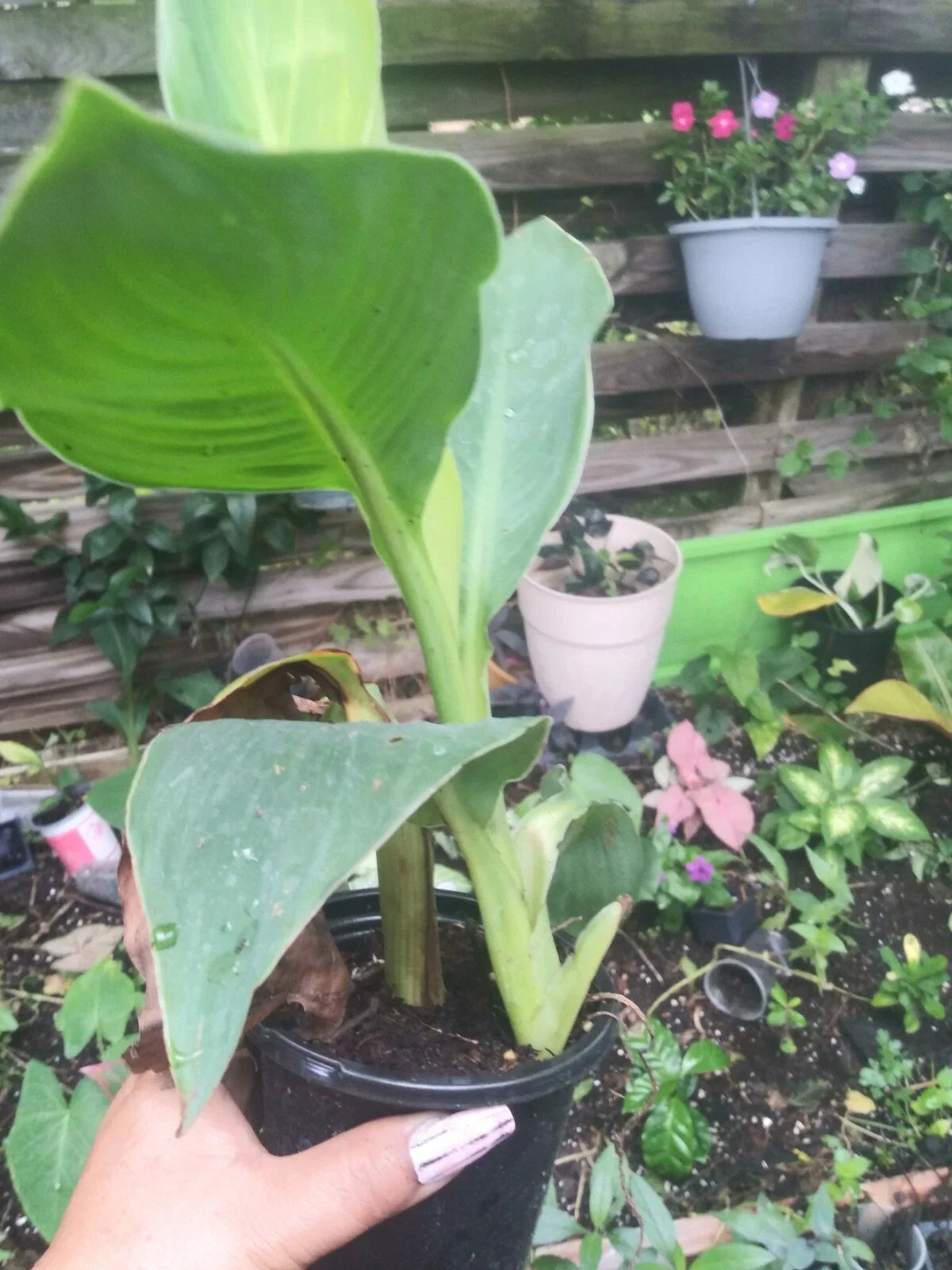 Tropicana Canna Plant in Pot | Tropical Orange Blooms | Well Rooted | Canna indica