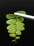 Marcgravia sp. Olivine Cutting | 10-Leaf Terrarium Plant | Rare Tropical Houseplant