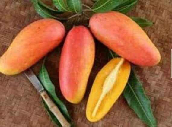 Grafted Maha Chanook Mango Live Plant, 3 Gallon Pot, Tropical Fruit Tree, Mangifera indica