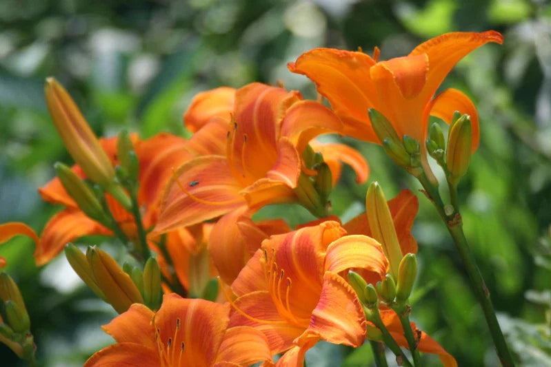 Wild Orange Day Lily Bare Root - Tawny Ditch Lily (Hemerocallis fulva) for Pond or Bog Gardens