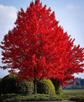 Red Maple Live Bare Root Plant 16-24 Inches Acer rubrum, Vibrant Red Foliage, Hardy Zones 4-9, Ideal for Spring Color