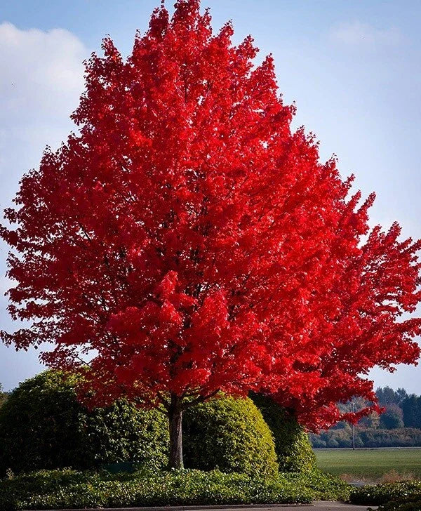 Red Maple Live Bare Root Plant 16-24 Inches Acer rubrum, Vibrant Red Foliage, Hardy Zones 4-9, Ideal for Spring Color